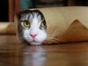 TubeCat.jpg