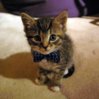 BowtieCat.jpeg