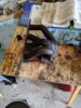 IMG_20200809_170402.jpg