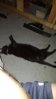 cat.jpg