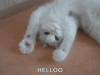upload_2024-12-29_12-3-1.gif
