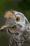 1759617536012.gif