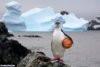 Basketball-Playing-Penguin-58818.jpg
