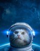 3e02fe12fc1d3f51e9c502cfcaf95bd7--space-space-space-cat.jpg