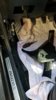 pedal-assembly_39862825561_o[1].jpg