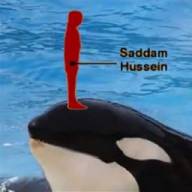 Orca Time