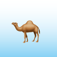 Camel