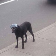 VibeDog