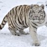 raj_krishnamurthy