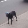VibeDog